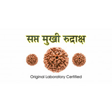 7 Mukhi Rudraksh (2.0)